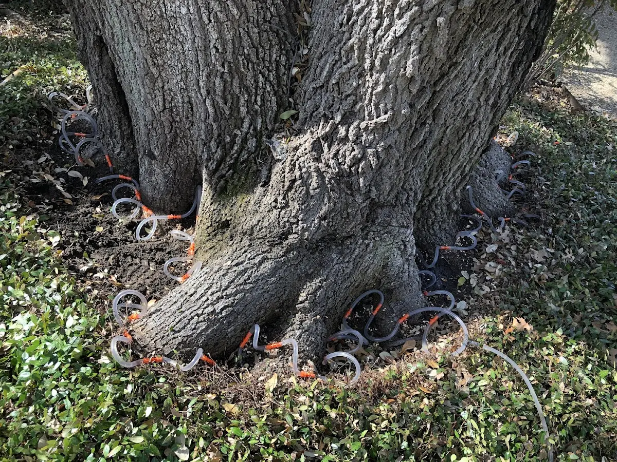 Detailed Tree Cabling and Bracing job site in Twin Lakes